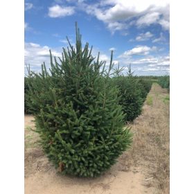 Picea abies - Közönséges lucfenyő (konténerben)