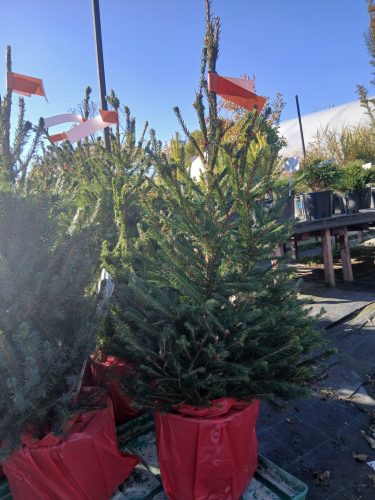 Picea abies - Közönséges lucfenyő (konténerben)