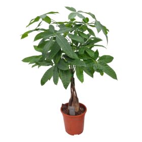 Pachira aquatica - Vadkakaó 