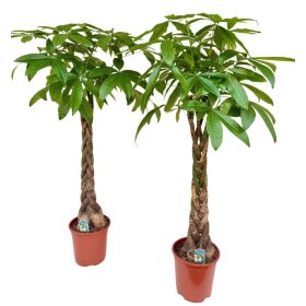 Pachira aquatica - Vadkakaó 