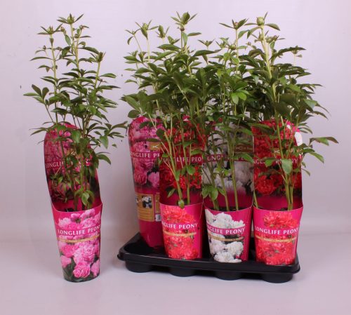 Paeonia MIX Longlife - Bazsarózsa