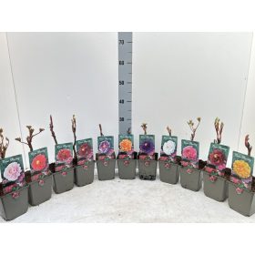   Paeonia suffruticosa "China mix" - Fás szárú bazsarózsa