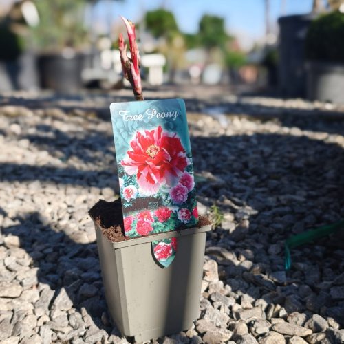 Paeonia suffruticosa "China mix" - Fás szárú bazsarózsa