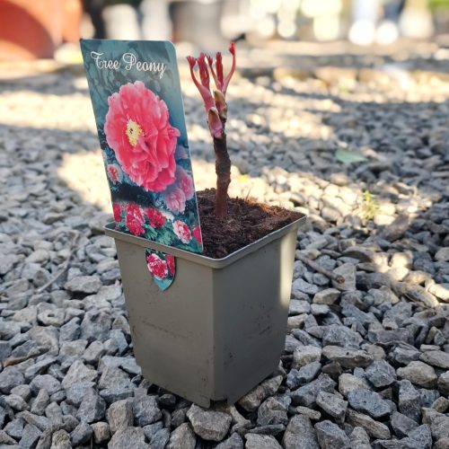 Paeonia suffruticosa "China mix" - Fás szárú bazsarózsa