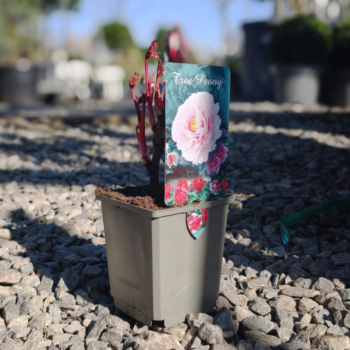 Paeonia suffruticosa "China mix" - Fás szárú bazsarózsa