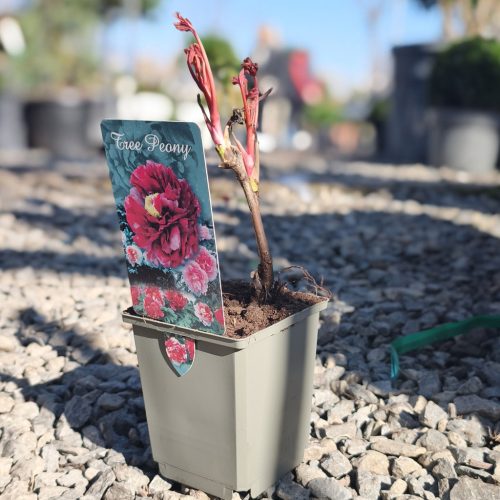 Paeonia suffruticosa "China mix" - Fás szárú bazsarózsa