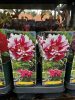 Paeonia Suffruticosa 'Shimanishiki' - Fás szárú Bazsarózsa