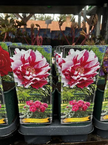 Paeonia Suffruticosa 'Shimanishiki' - Fás szárú Bazsarózsa