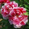 Paeonia Suffruticosa 'Shimanishiki' - Fás szárú Bazsarózsa