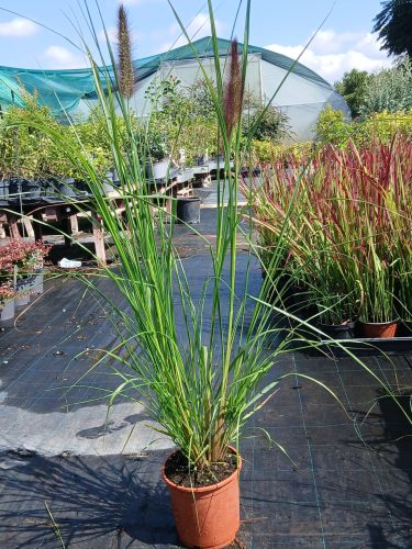 Pennisetum alopecuroides 'Ginger Love' - Tollborzfű / Lámpatisztítófű
