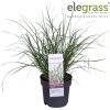 Pennisetum alopecuroides 'Hameln' - Tollborzfű