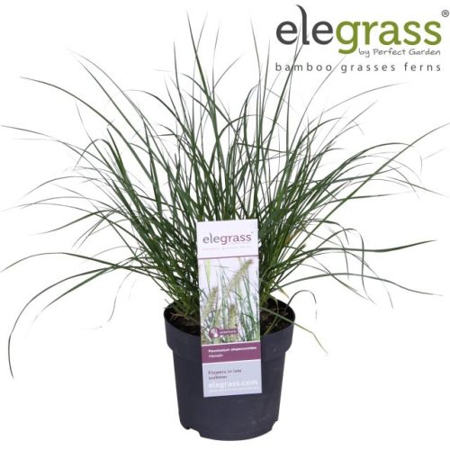 Pennisetum alopecuroides 'Hameln' - Tollborzfű