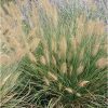 Pennisetum alopecuroides 'Hameln' - Tollborzfű