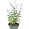Perovskia atriplicifolia 'Little Lace'  -Sudárzsálya