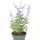 Perovskia atriplicifolia 'Little Lace'  -Sudárzsálya
