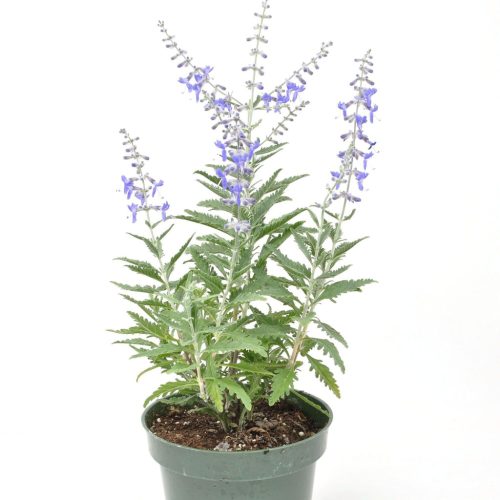 Perovskia atriplicifolia 'Little Lace'  -Sudárzsálya