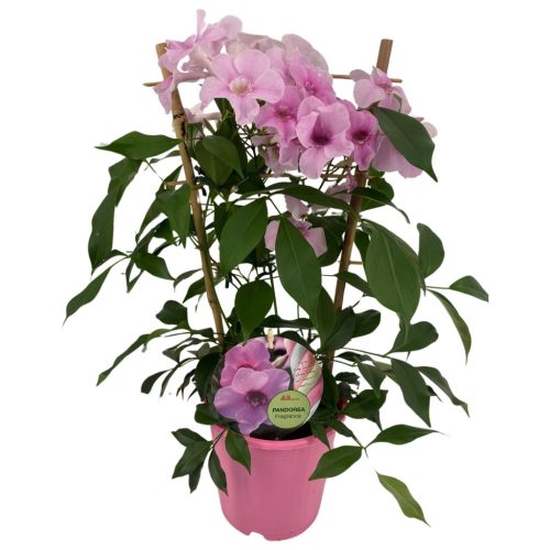 Pandorea jasminoides - Ausztrál kúszó jázmin