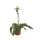 Paphiopedilum Amerikaanse Hybride - Vénuszpapucs orchidea