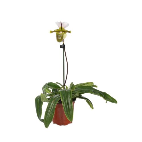 Paphiopedilum Amerikaanse Hybride - Vénuszpapucs orchidea