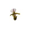 Paphiopedilum Amerikaanse Hybride - Vénuszpapucs orchidea