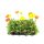 Papaver nudicaule 'Gartenzwerg' - Izlandi díszmák