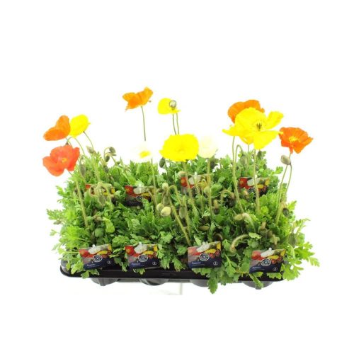 Papaver nudicaule 'Gartenzwerg' - Izlandi díszmák