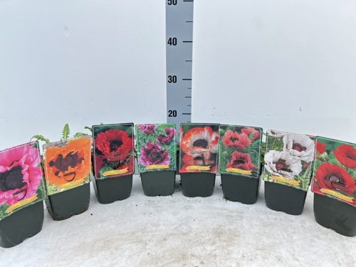  Papaver orientale mix - keleti mák / díszpipacs / díszmák