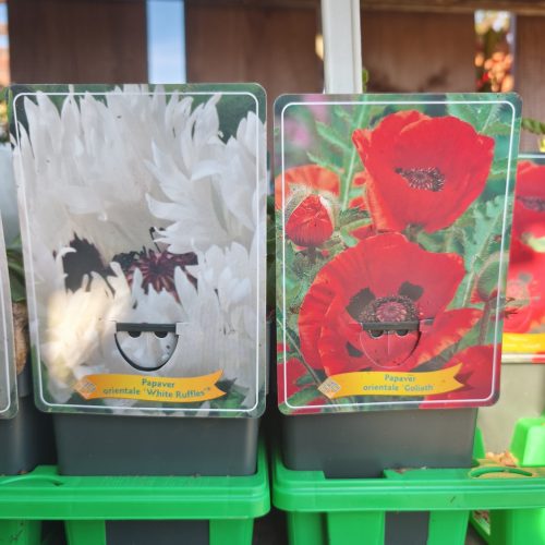  Papaver orientale mix - keleti mák / díszpipacs / díszmák