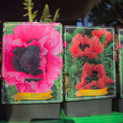  Papaver orientale mix - keleti mák / díszpipacs / díszmák