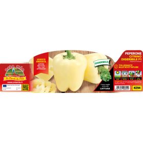   Capsicum annuum "Citrine spartaco" - Paprika palánta (6-os pakk)