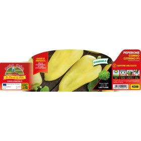   Capsicum annuum "Corno citrino Blanque F1" - Paprika palánta (6-os pakk)