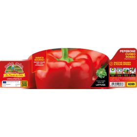   Capsicum annuum "Cuneo F1" - Paprika palánta (6-os pakk) piros
