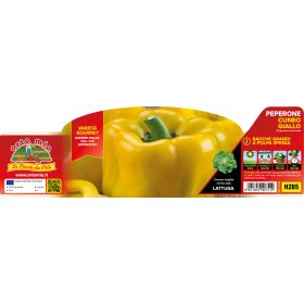   Capsicum annuum "Cuneo F1" - Paprika palánta (6-os pakk) sárga