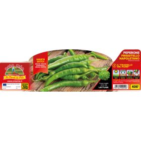   Capsicum annuum "Friggitello" - Paprika palánta (6-os pakk)