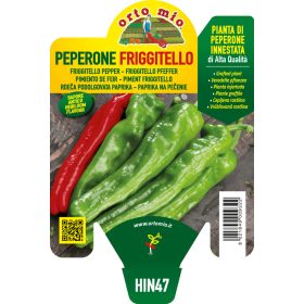   Capsicum annuum "Friggitello Isotta F1" - Paprika palánta