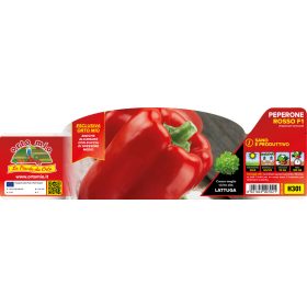   Capsicum annuum "Gagio F1" - Paprika palánta (6-os pakk)