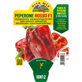 Capsicum annuum "Gagio F1" - Paprika palánta