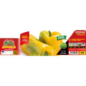   Capsicum annuum "Giallo Mohay F1" - Paprika palánta (6-os pakk)