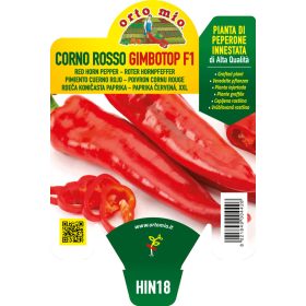 Capsicum annuum "Gimbotop" - Paprika palánta
