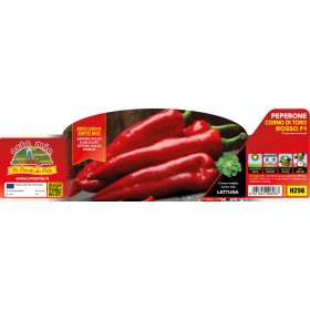   Capsicum annuum "Gimbotop" - Paprika palánta (6-os pakk)