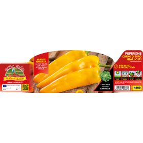   Capsicum annuum "Libeccio" - Paprika palánta (6-os pakk)