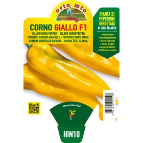 Capsicum annuum "Libeccio" - Paprika palánta