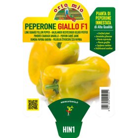 Capsicum annuum "Mohay F1" - Paprika palánta