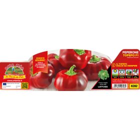   Capsicum annuum "Pepotop F1" - Paprika palánta (6-os pakk)