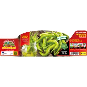   Capsicum annuum "Sigaretta Biondo" - Paprika palánta (6-os pakk)