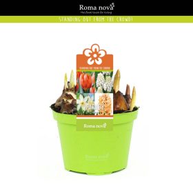   Cserepes virághagyma összeültetés 'Orange parade' (gyöngyike, jácint, nárcisz, tulipán)