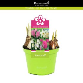 Cserepes virághagyma összeültetés 'Red parade' (gyöngyike, jácint, nárcisz, tulipán)