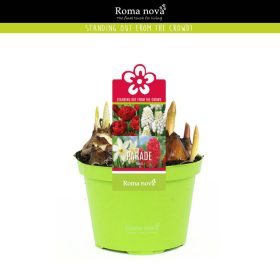   Cserepes virághagyma összeültetés 'Red parade' (gyöngyike, jácint, nárcisz, tulipán)