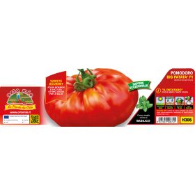   Solanum lycopersicum "Big Patata F1" - Paradicsom palánta (6-os pakk)