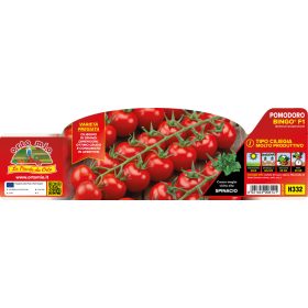   Solanum lycopersicum "Bingo" - Paradicsom palánta (6-os pakk)